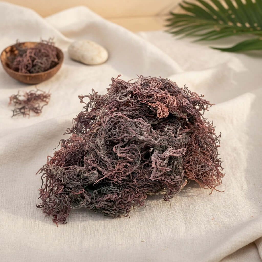 Purple Seamoss - Wholesale (SBC)